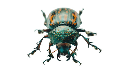 Beetle, bug insect isolated on transparent background 
