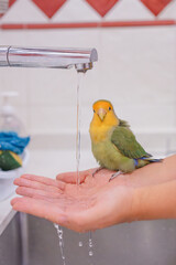 Portrait of a happy and fluffy green lovebird on her bath
