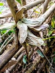 Graceful Forest Orchid: A Detailed Photograph Showcasing the Exotic Beauty and Intricate Details of Tropical Flora in Its Natural Habitat