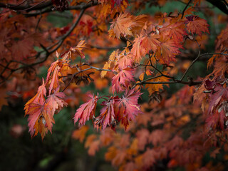 Herbstlaub am Baum, rot Ahorn