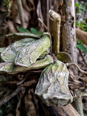 Graceful Forest Orchid: A Detailed Photograph Showcasing the Exotic Beauty and Intricate Details of Tropical Flora in Its Natural Habitat
