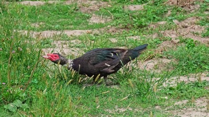 Domesticated Muscovy Duck Searching for Food on Ground at Farm Backyard