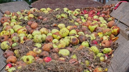 Overripe and Rotten Apples Stored on Wooden Cart Dray
