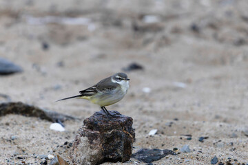 western yellow wagtail Motacilla flava flavissima on a sandy beach in Normandy