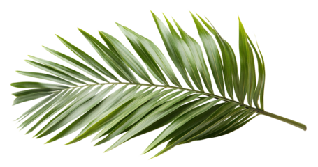Tropical green palm leaf, cut out