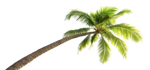 Tropical palm tree, cut out