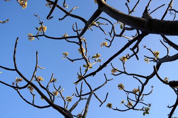 Flower and branch of tree without leaves against blue sky background in summer.