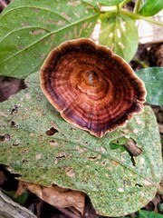 Captivating Photo of Wood Fungus Ganoderma lucidum: An Elegant Display of Natures Decomposers