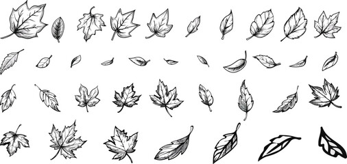Charcoal doodle illustration of hand drawn autumn leaves including maple oak and birch in perfect for print design showcasing fall foliage and seasonal nature themes