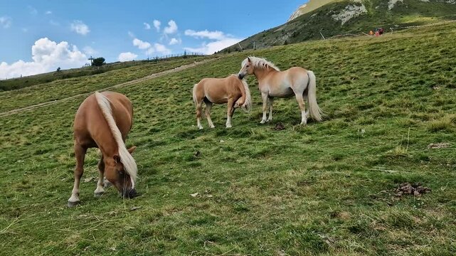 Avelignese Haflinger Horse grazing on a high mountain meadow