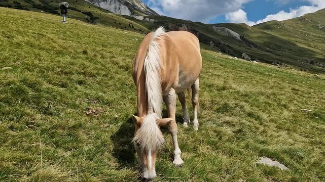 Avelignese Haflinger Horse grazing on a high mountain meadow