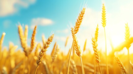 Obraz premium Golden wheat field under a bright sun with blue skies. Close-up of wheat ears glowing in sunlight, symbolizing agriculture and harvest.