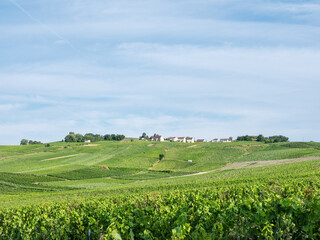 vineyards in the champagne region between reims and epernay in france
