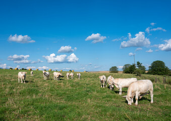 Obraz premium white cows in meadow under blue sky with clouds in champagne-ardenne