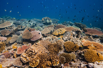 Pristine Hard Coral Reef - Healthy colorful corals cover beautiful Scuba diving and Snorkeling site