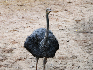 An ostrich is seen in a natural, The ostrich's strong legs and tall stature are prominent, highlighting its impressive size, the ostrich's native savanna or arid regions