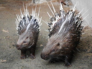 porcupine, A porcupine is captured in a natural environment, showcasing its sharp quills as it interacts with a large, rugged tree trunk, nibble at the tree bark