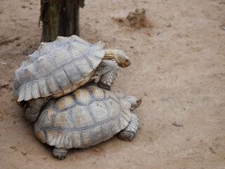 Giant turtles are breeding naturally, Beautiful Great tortoise walking, Breeding turtles, Male giant tortoises walk to mate with female turtles, giant tortoises breeding in a zoo