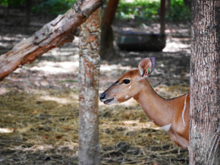 antelope, A young spotted deer is peacefully resting on the forest floor, surrounded by a natural habitat of green foliage and soft, sunlit soil, deer's elegant, velvety antlers 