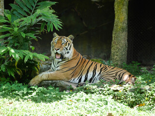 tiger is lounging comfortably in its natural habitat, tiger's vibrant orange and black stripes contrast beautifully with the greenery, wildlife conservation materials, educational resources, nature
