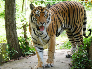 tiger is lounging comfortably in its natural habitat, tiger's vibrant orange and black stripes contrast beautifully with the greenery, wildlife conservation materials, educational resources, nature