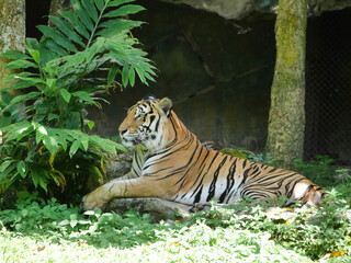 tiger is lounging comfortably in its natural habitat, tiger's vibrant orange and black stripes contrast beautifully with the greenery, wildlife conservation materials, educational resources, nature