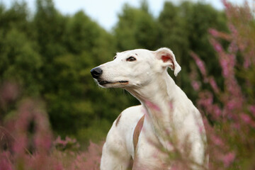 pretty galgo stands in a heath field and looks up