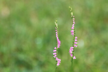 ピンク色花がさいたネジバナ