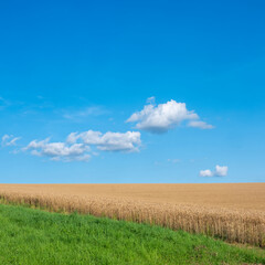 Obraz premium golden cornfield and blue sky with white clouds