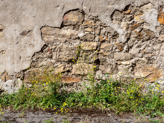 yellow flowers against old stone wall in france