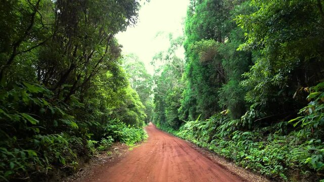 Dichter Urwald auf der bergigen Azoren-Insel Terceira &ndash; Drohnenaufnahme der sattgr&uuml;nen Natur