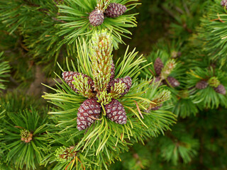 Young pine cones close-up view