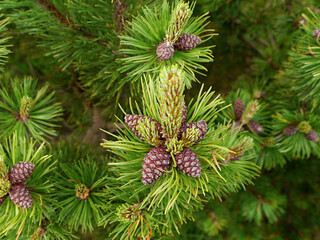 Young pine cones close-up view