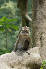 monkey in the green forest