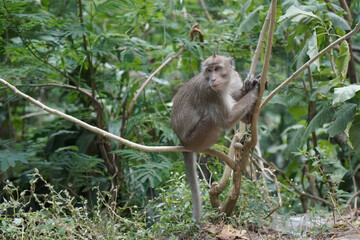 monkey in the green forest