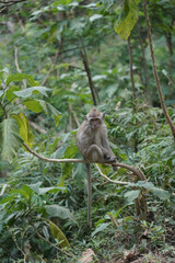 monkey in the green forest