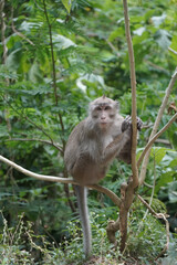 monkey in the green forest