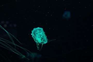 jellyfish in the water