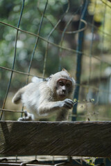 monkey in the green forest