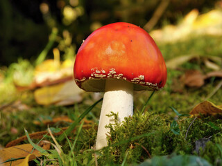 Toadstool red autumn beautiful mushroom