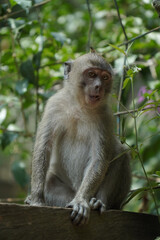 monkey in the green forest