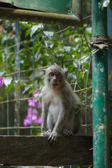 monkey in the green forest