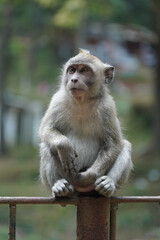 Obraz premium monkey in the green forest