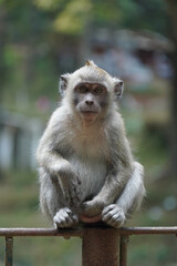 monkey in the green forest