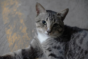 close up portrait of a cat