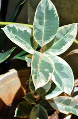 Decora Tree, Indian Rubber Tree or Rubber Plant or Variegated Indian Rubber or Ficus elastica or...