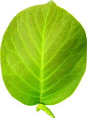 Obraz premium 목련 꽃 나뭇잎