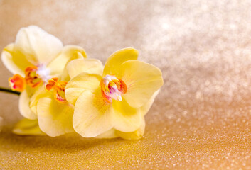 A branch of yellow orchids on a shiny gold background
