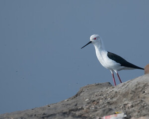 Black Winged Stilt