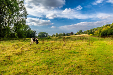 Waterford Heath Hectare Local Nature